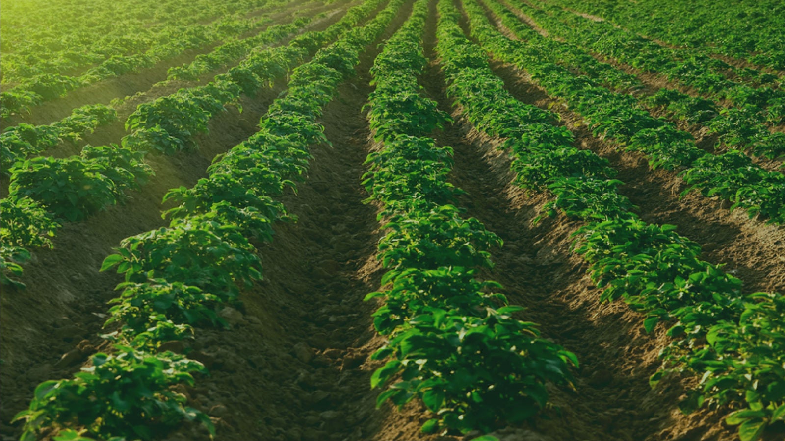 Del Monte Logo over an image of crops