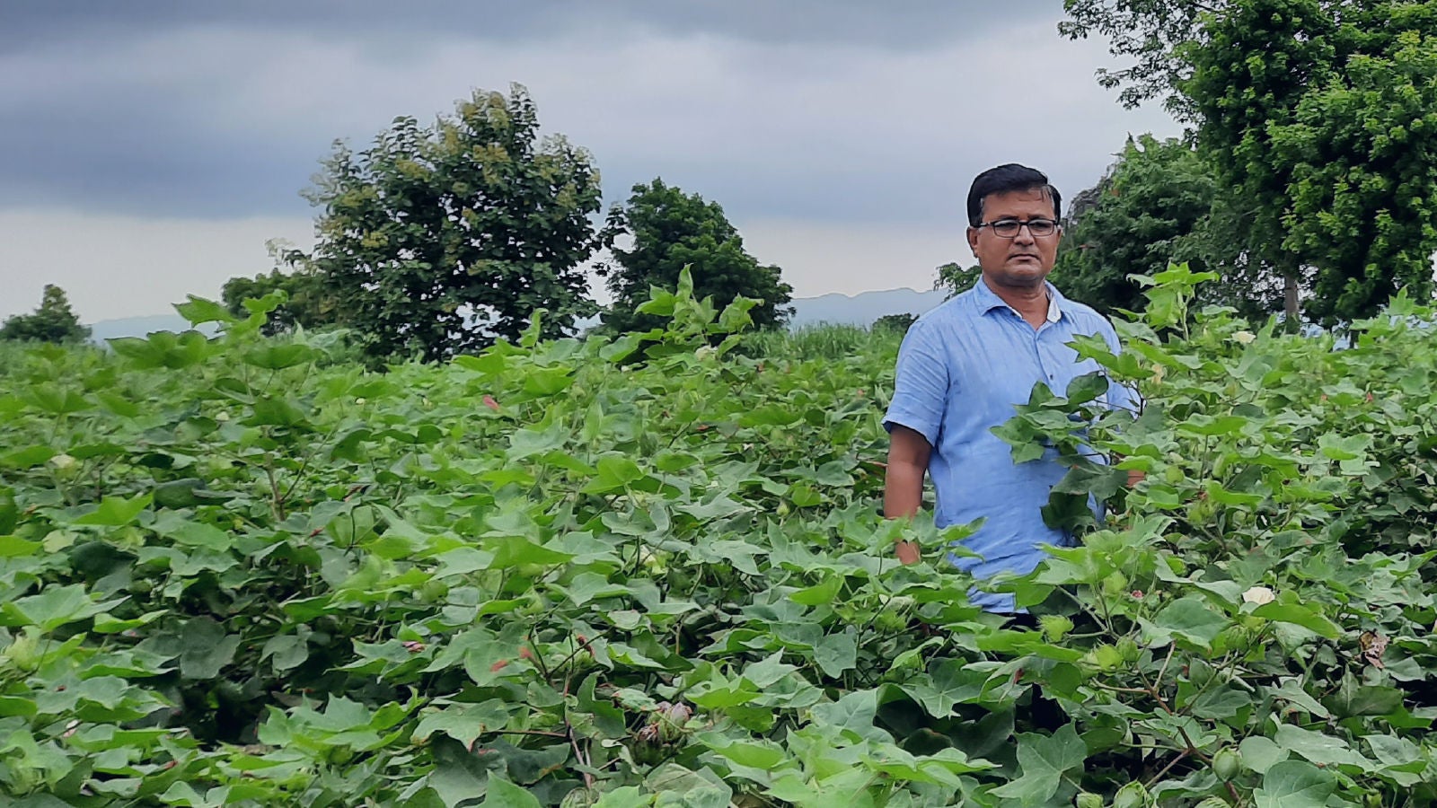 Man working amongst crops
