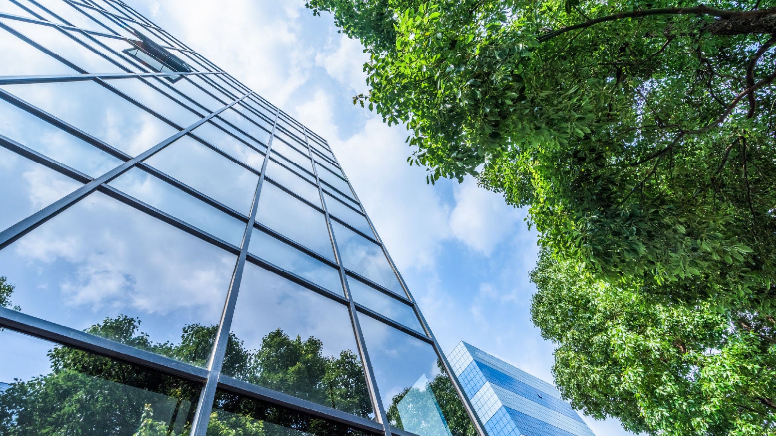 Looking up at the blue sky between a glass fronted building and the green leaves of a tree