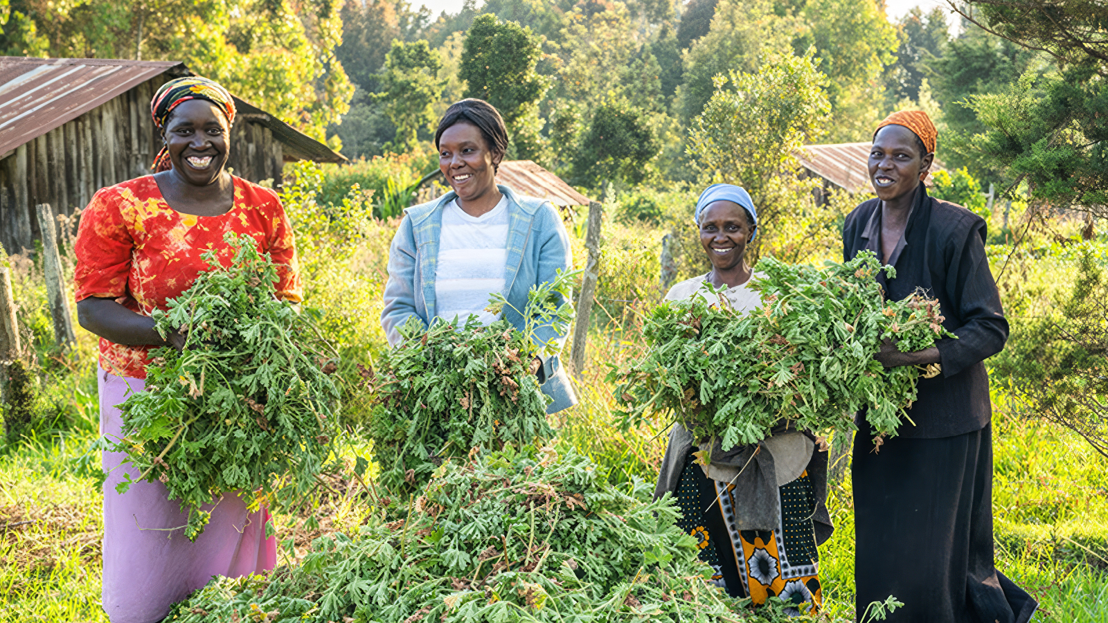 Four women standing outdoors in a rural setting holding large bundles of freshly harvested green plants with trees and small shed in the background.