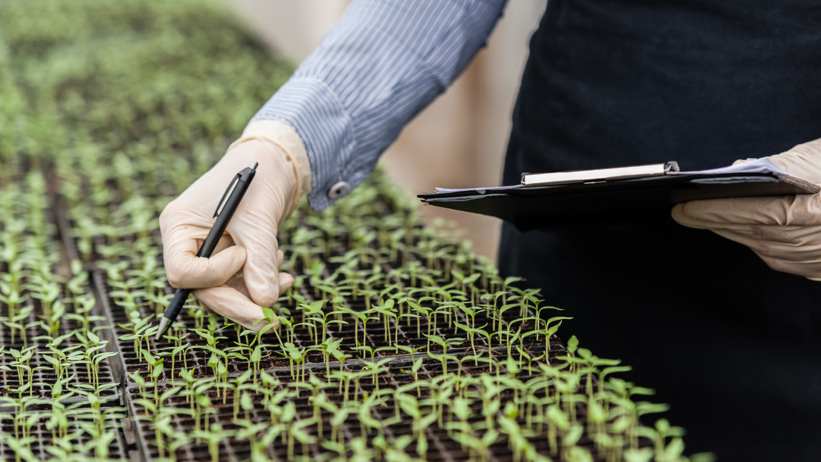 Bayer Crop Science Customer Story Office image Eine behandschuhte Hand arbeitet mit kleinen Pflanzen und macht Notizen auf einem Notizblock