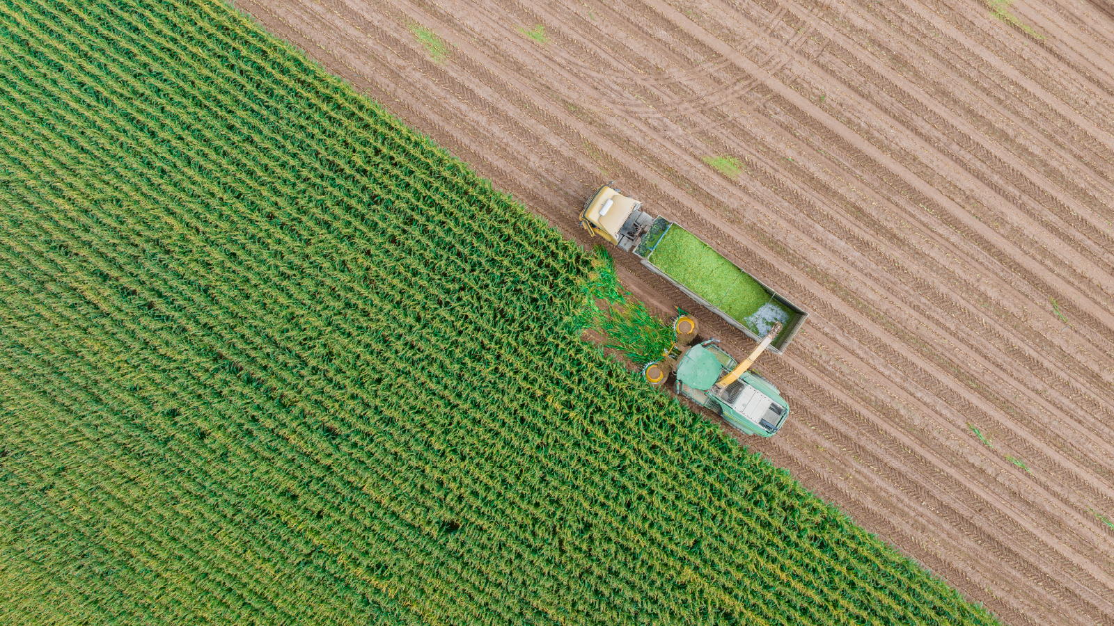Bayer Crop Science Customer Story Office image Luftaufnahme von landwirtschaftlichen Erntemaschinen bei der Ernte