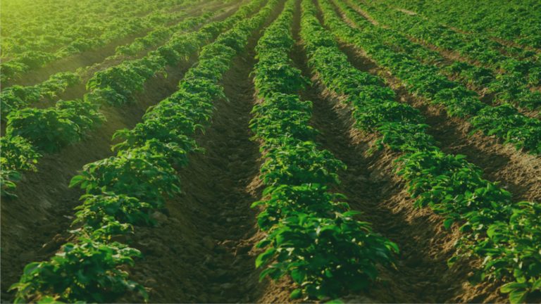 Fields of green crops