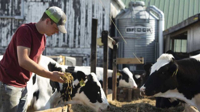 Feeding Cows